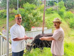 Kapolres Mamasa Pimpin Pemotongan Hewan Qurban Hari Raya Idul Adha 1445 H Polres Mamasa