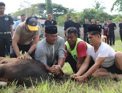 Hari Raya Idul Adha 1445 H, Kapolres Polman Pimpin Pemotongan Hewan Qurban