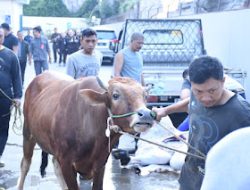 KEJATI JABAR BERKURBAN 7 SAPI DAN 1 EKOR KAMBING