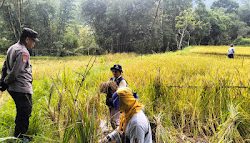 Bhabinkamtibmas Polsek Aralle Laksanakan Pendampingan Penyuluhan Pertanian Di Wilkum Polsek Aralle