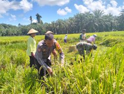Saat Sambang Bhabinkamtibmas Polsek Pasangkayu Bantu Warga Panen Padi