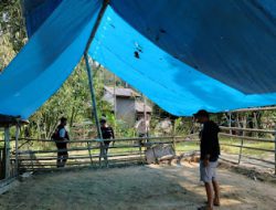 Tim Resmob Polres Mamasa Bubarkan Judi Sabung Ayam