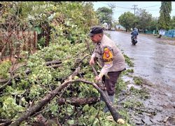 Pohon Tumbang Akibat Hujan Deras, Bhabinkamtibmas Polsek Bontomarannu Turun Turun Langsung Melakukan Evakuasi.