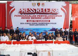 KONFERENSI PERS PENYELUDUPAN BENIH BENING LOBSTER SEBANYAK 237.305 BENIH BENING LOBSTER SENILAI 23,6 MILIAR RUPIAH.