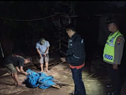 Polres Nganjuk Bongkar Tempat Judi Sabung Ayam di Kecamatan Ngronggot.