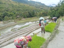 Bhabinkamtibmas Polsek Pana Polres Mamasa Pantau Ketahanan Pangan dan Kamtibmas di Desa Binaan