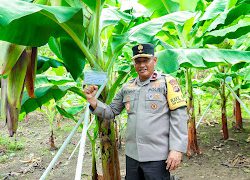 Semarak HKN, Wakapolda Sulbar Tanam Pohon bersama Forkopimda