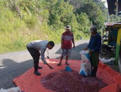 Bhabinkamtibmas Polsek Mambi Polres Mamasa Laksanakan Sosialisasi Swasembada Pangan dan Jaga Keamanan di Kelurahan Talippuki