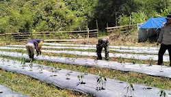 Bhabinkamtibmas Polsek Mambi Polres Mamasa Laksanakan Pendampingan kepada Kelompok Tani  Sekaligus Sambang di Desa Saluahok