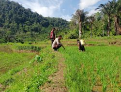 Bhabinkamtibmas Polsek Mambi Polres Mamasa Dukung Swasembada Pangan di Dusun Rinding Bassi Desa Pamoseang