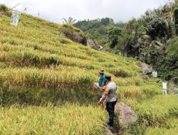 Bhabinkamtibmas Polsek Pana Polres Mamasa Laksanakan Kegiatan Sambang di Desa Binaan untuk Pantau Ketahanan Pangan dan Kamtibmas