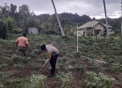 Dukung Ketahanan Pangan, Bhabinkamtibmas Polsek Pasangkayu Motivasi  Warga Binaan