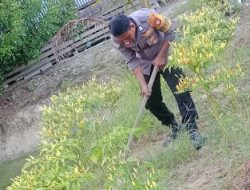 Bhabinkamtibmas Polsek Pasangkayu Pastikan Ketahanan Pangan Di Wilayah Binaan