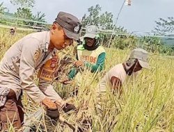 Bhabinkamtibmas Polsek Sarudu Ajak Masyarakat Ciptakan Swasembada Pangan