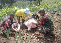 Dorong Ketahanan Pangan, Babinsa Terjun Bantu Warga.