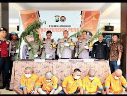 Polres Lumajang Berhasil Ungkap Peredaran Narkoba dan Ladang Ganja 5 Tersangka Diamankan.