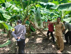 Dukung Program Ketahanan Pangan, Kapolsek Bajeng Kunjungi Kebun Pisang Kapendis di Bontomanai