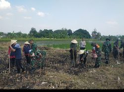 Dukung Ketahanan Pangan, 3 Pilar Pandaan Tanam Benih Jagung.