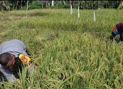 Dukung Ketahanan Pangan, Bhabinkamtibmas Sambang Petani Di wilayah Binaan.