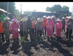 Dukung Ketahanan Pangan, Polres Pasuruan Tanam Jagung di Rembang dan Wonorejo.