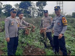 Dukung Program Ketahanan Pangan Bergizi, Polsek Tompobulu Panen Ubi Jalar di Pekarangan Pangan Lestari.