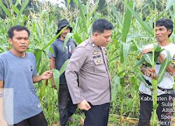 Dukung Swasembada Pangan, Bhabinkamtibmas Polsek Bambalamotu Jalin Kerjasama dengan Kelompok Tani