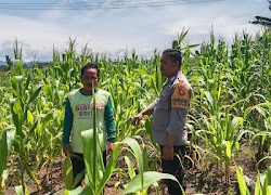 Bhabinkamtibmas Polsek Sarudu Kolaborasi Demgan Warga Mewujudkan Ketahanan Pangan