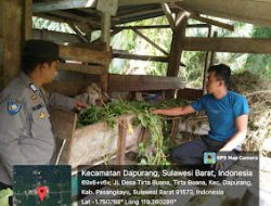 Usai Mengikuti Kegiatan Latkatpuan, Bhabinkamtibmas Polsek Sarudu Sambangi Peternak Kambing