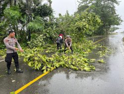 Sigap, Personel Polres Pasangkayu Datangi TKP Pohon Tumbang akibat Angin Kencang  di Jalan Trans Sulawesi