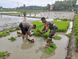Dukung Percepatan Asta Cita Presiden, Bhabinkamtibmas Polsek Bambalamotu Bantu Petani Tanam Padi