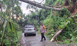 Kapolsek Tommo Sigap Tangani Pohon Tumbang yang Halangi Jalan Poros Tommo-Kakulasan