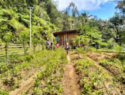 Bhabinkamtibmas Polsek Mambi Polres Mamasa Laksanakan Kegiatan Pemanfaatan Lahan Produktif untuk Ketahanan Pangan di Desa Mesakada