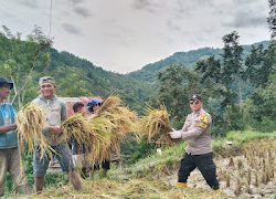 Bhabinkamtibmas Polsek Pana Laksanakan Pendampingan Kepada Kelompok Tani di Desa Tallang Bulawan