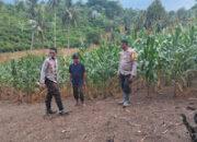 Kapolsek Pasangkayu Bersama Bhabinkamtibmas Sambangi Petani Jagung