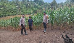 Kapolsek Pasangkayu Bersama Bhabinkamtibmas Sambangi Petani Jagung