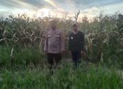 Bhabinkamtibmas Polsek Sarudu Pantau Lahan Jagung, Dukung Ketahanan Pangan Nasional