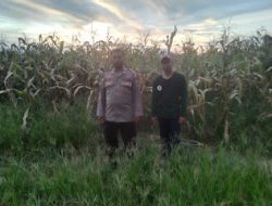 Bhabinkamtibmas Polsek Sarudu Pantau Lahan Jagung, Dukung Ketahanan Pangan Nasional