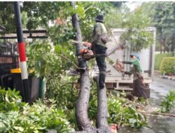 Satgas Tamhut Tangani Pohon Mahoni Tumbang di Menteng