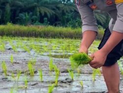 Ketahanan Pangan di Kakulasan: Brigpol Agus AW Bergerak Bersama Warga Tanam Padi