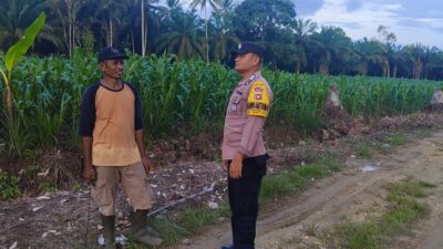 Ketahanan Pangan, Bhabinkamtibmas Polres Pasangkayu Sambang Ke Petani Jagung