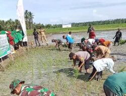 Kapolsek Bambalamotu Hadiri Gerakan Tanam Serentak, Tingkatkan Swasembada Pangan Di Kabupaten Pasangkayu