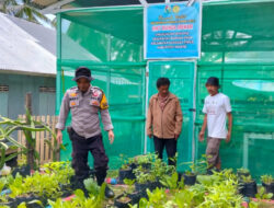 Bhabinkamtibmas Polres Majene Gandeng KWT Bunga Mekar Sukseskan Ketahanan Pangan Nasional