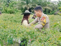 Bhabinkamtibmas Polsek Bambalamotu Sambangi Perkebunan Cabai Warga Binaan