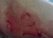 Terjadinya Peristiwa Penyerangan Binatang buas di Kawasan Hutan.