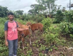 Anak Sapi di Takalar Sulsel Mati Kena PMK, Tertiba Ambruk Mulut Berbusa