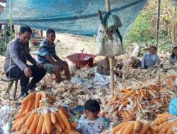 Bhabinkamtibmas Polsek Mamasa Sambangi Gapoktan yang Sedang Panen Jagung di Desa Balla Timur