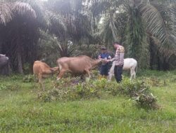 Cegah PMK pada Hewan Ternak, Bhabinkamtibmas Polsek Bambalamotu Lakukan Pemantauan Di Desa Binaan