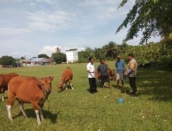 Dorong Percepatan Penanganan PMK, Bhabinkamtibmas Polsek Sarudu Sambangi Peternak Sapi