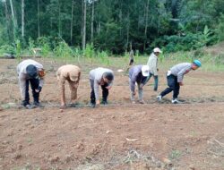 Manfaatkan Lahan Tidur, Polsek Rindingallo Bersama Pemerintah Setempat Tanam Jagung di Kapala Pitu