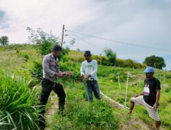 Bhabinkamtibmas Polres Majene Dorong Petani Bawang Merah di Dusun Galung Paara Tingkatkan Produksi Pertanian